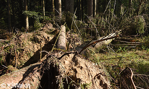 Symbolbild Sturmschaden: Der Sturm Burglinde hat 2018 viele Bäume entwurzelt oder abgeknickt.